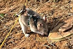 NL_2022-03_Tansania__Heldenratte_Magawa