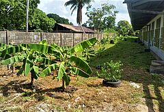 NL_2021-01_Surinam__Paramaribo__Test-Schulgarten