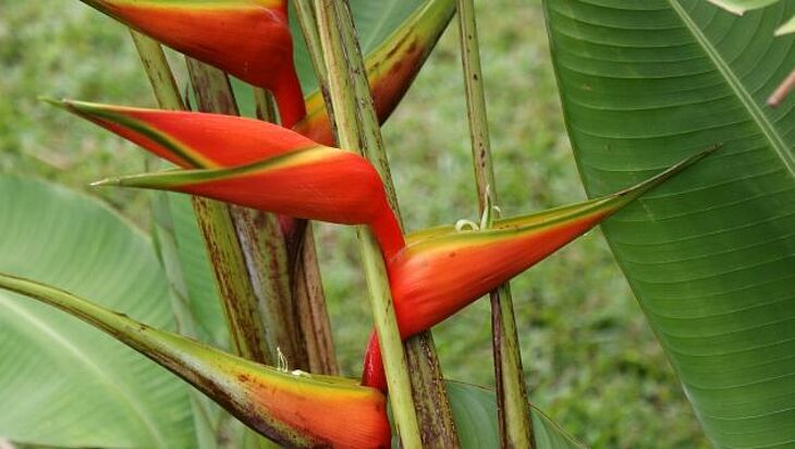Blumenpracht in Surinam