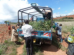 NL_2021-01_Tansania_Baumpflanzprojekt_Sumbawanga
