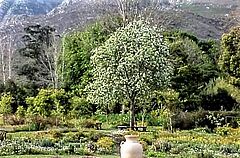 NL_2022-01_Suedafrika__Birnbaum_in_Genadendal_2